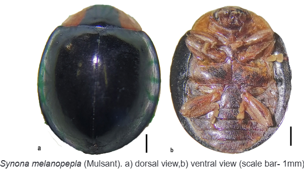 Description of image