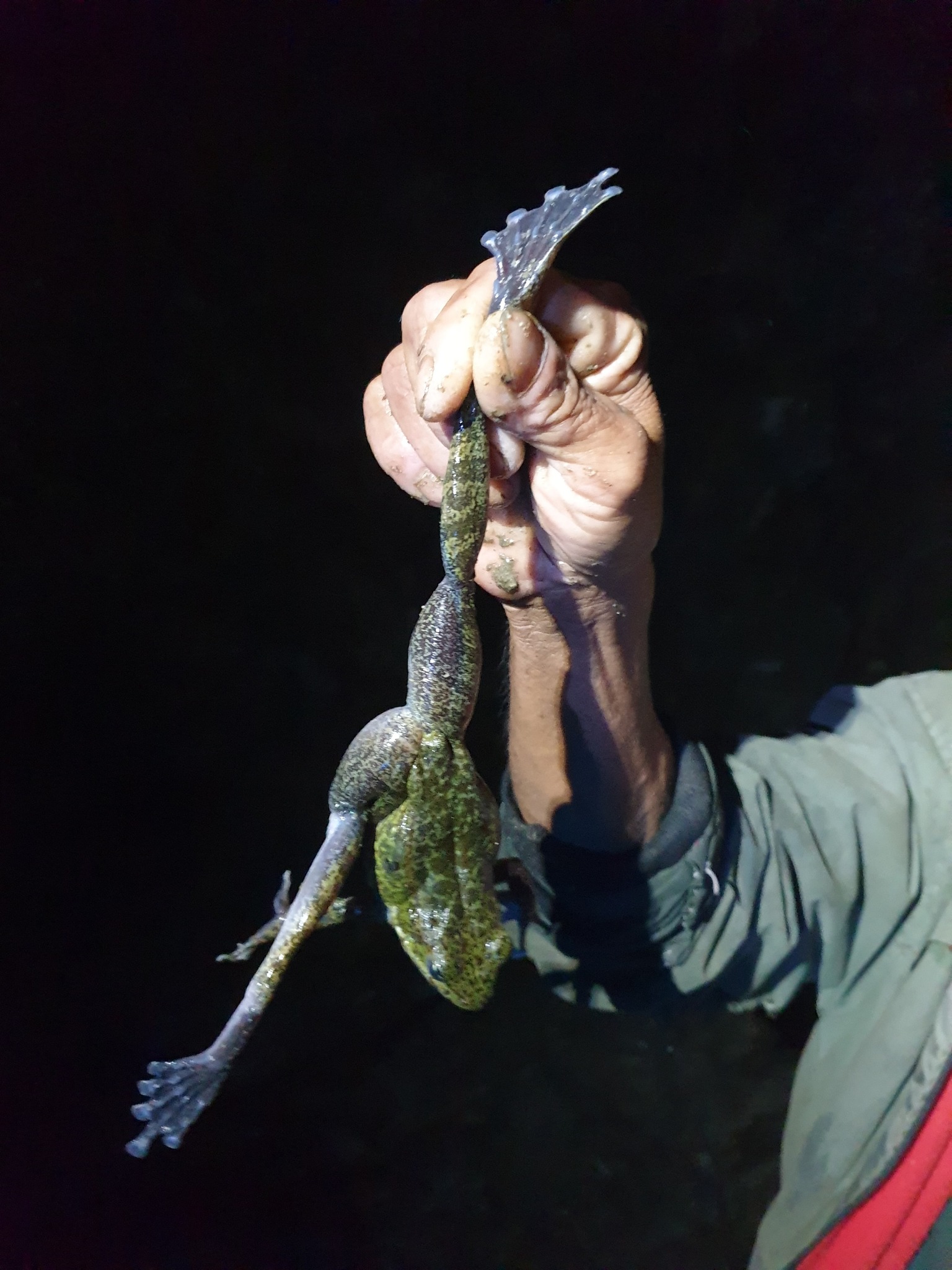 BRCS: Minimizing the Overharvesting of Himalayan Stream Frogs in Nepal