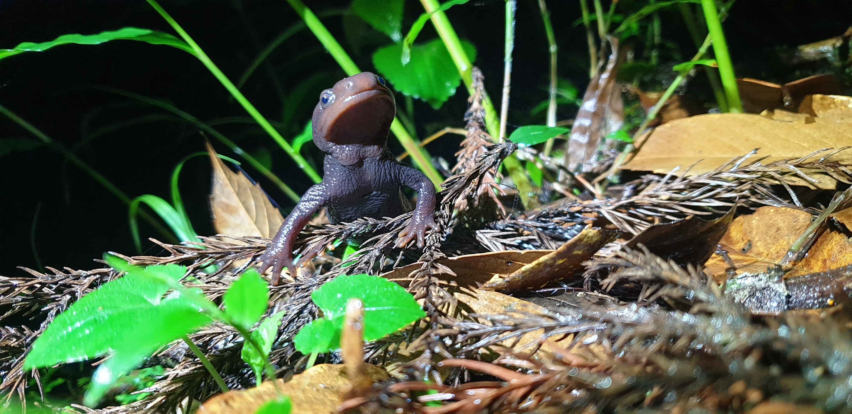 Community Based Himalayan Salamander Conservation at Himalayas of Nepal