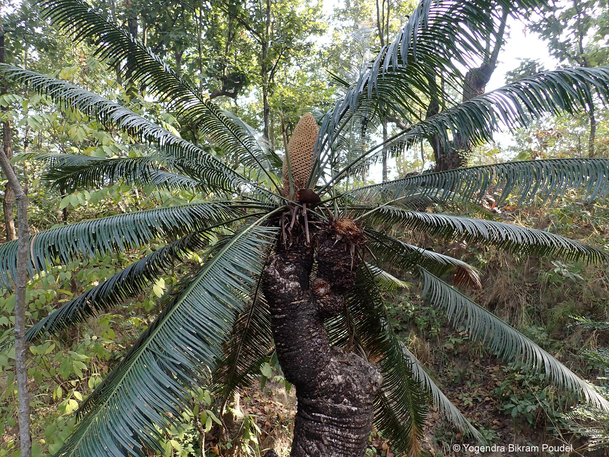 Ecological Studies, Threats Assessment and Conservation of Cycas pectinata in Eastern Nepal