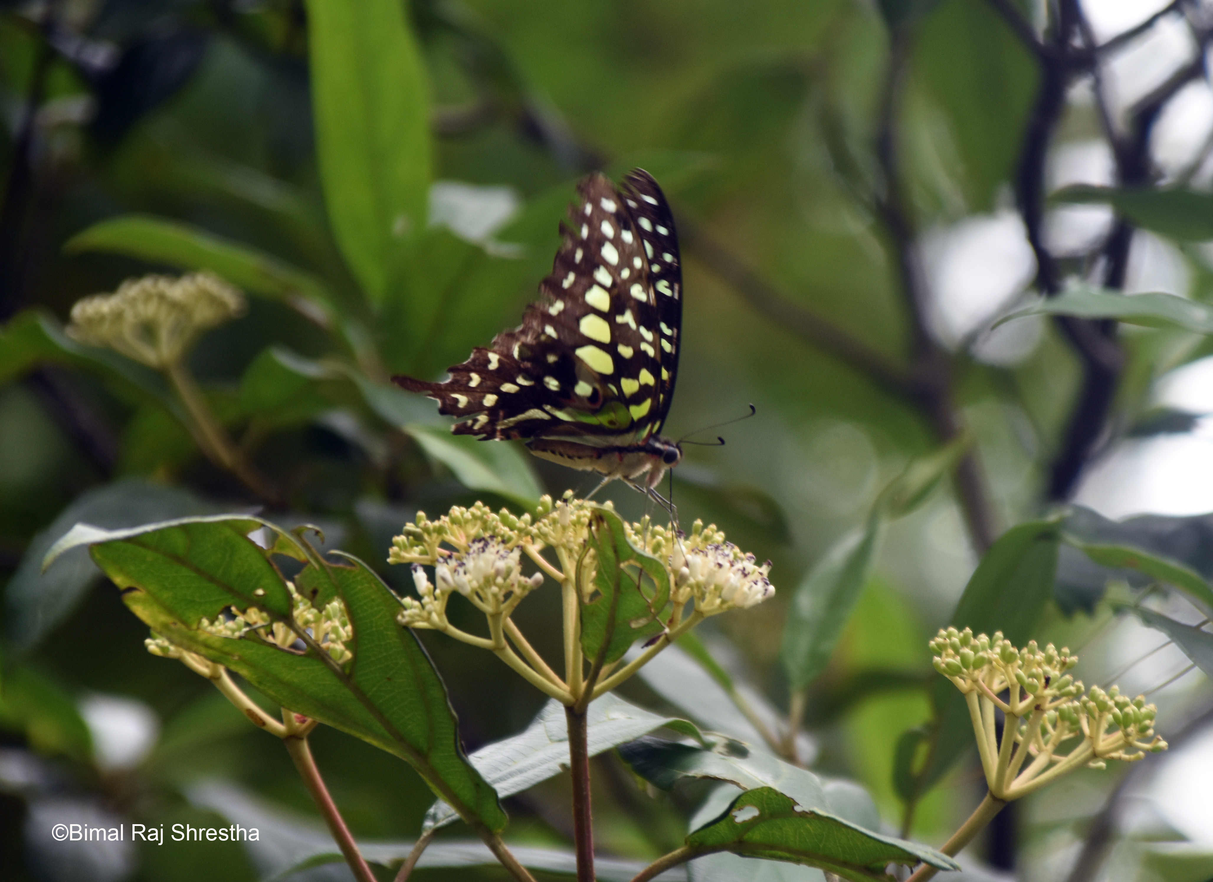 Butterfly-Plant Interactions Project