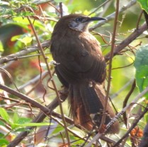 Public awareness campaign to enhance the conservation of avifauna and their habitat at Gadi-Siraichuli Forest Area, Central Nepal