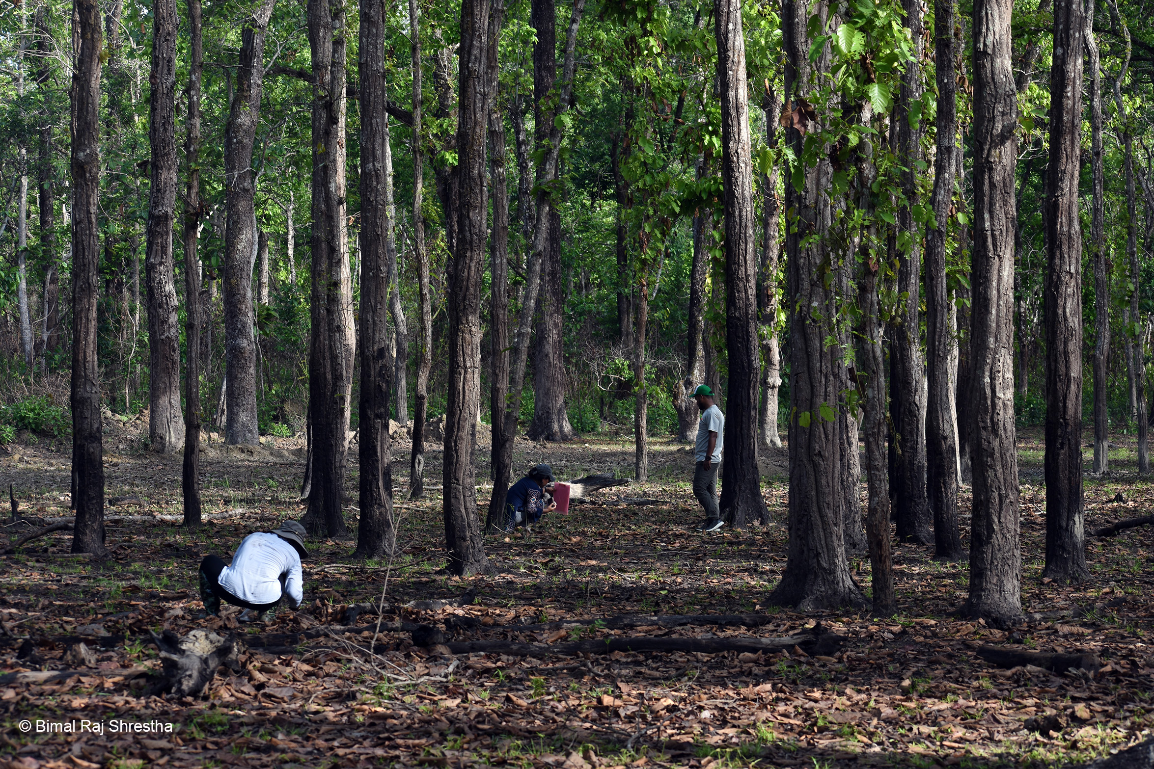 Post-fire response of plant and invertebrate communities in Shorea robusta (Sal) forest in Central Nepal