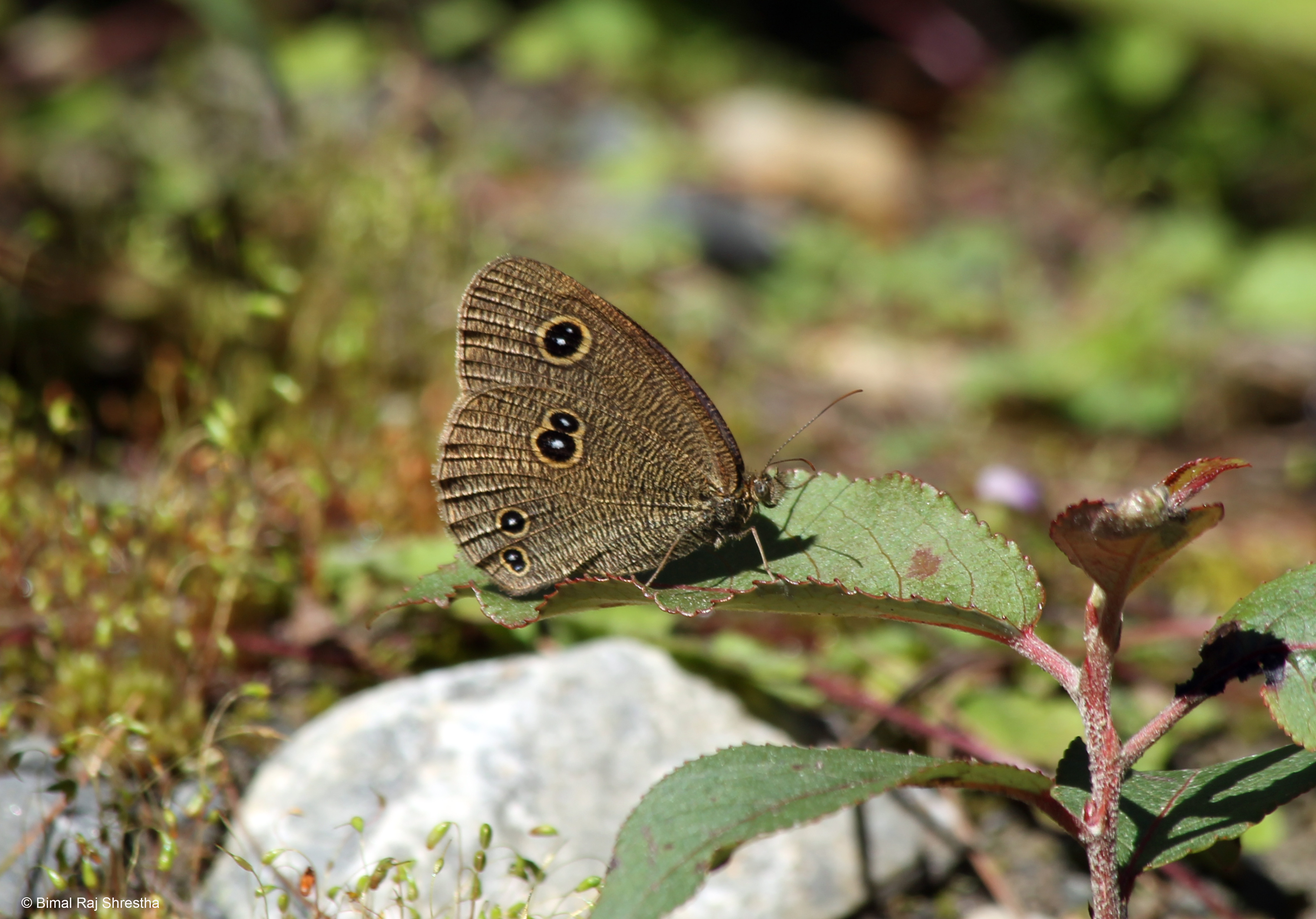 Exploring butterfly species richness and their distribution patterns along the altitudinal gradients in trans-Himalayan region, Nepal.