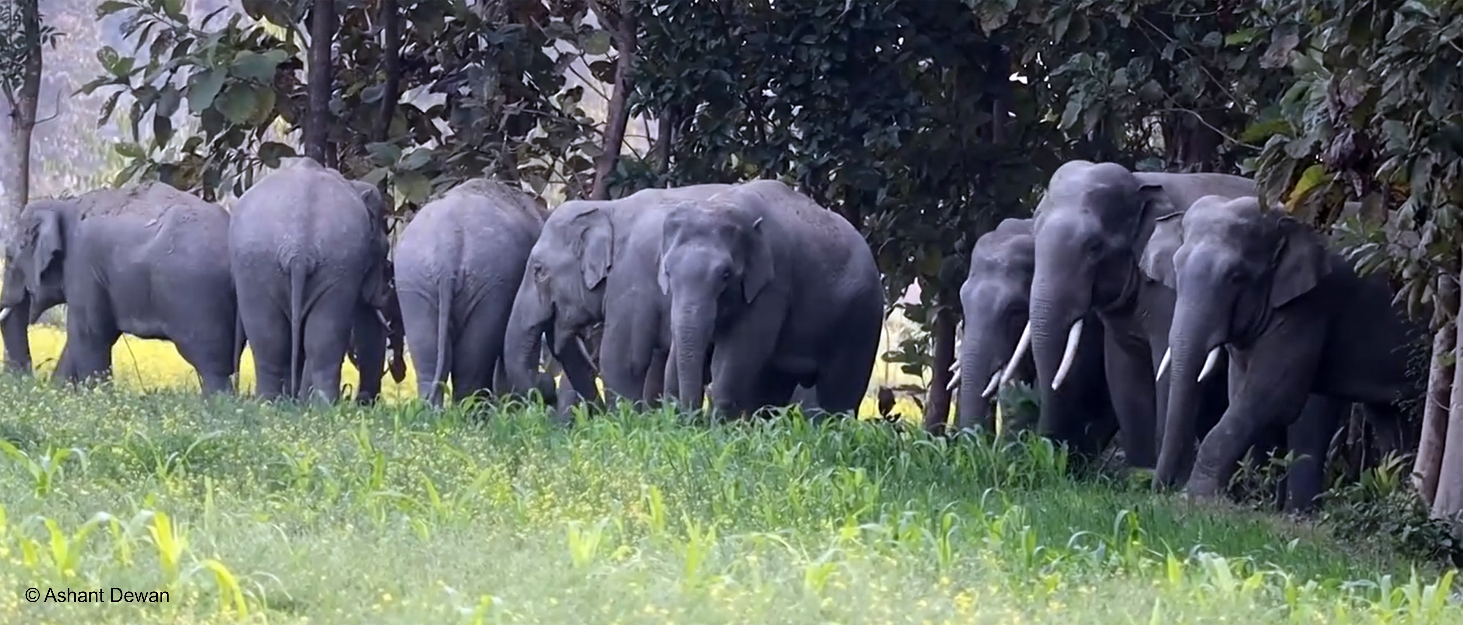 Securing Future of Elephant in Eastern Chure Landscape, Nepal