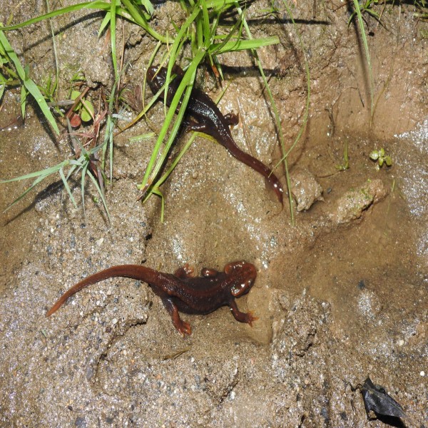 Distribution and conservation threats assessment of Himalayan salamander (Tylototriton himalayanus) in Nepal