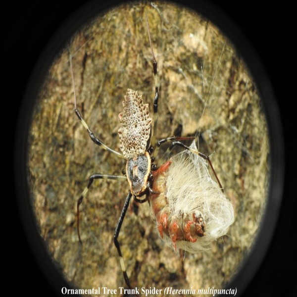 Inventory of spiders (Arachnida: Araneae) in oldest national park of Nepal; Chitwan National Park.