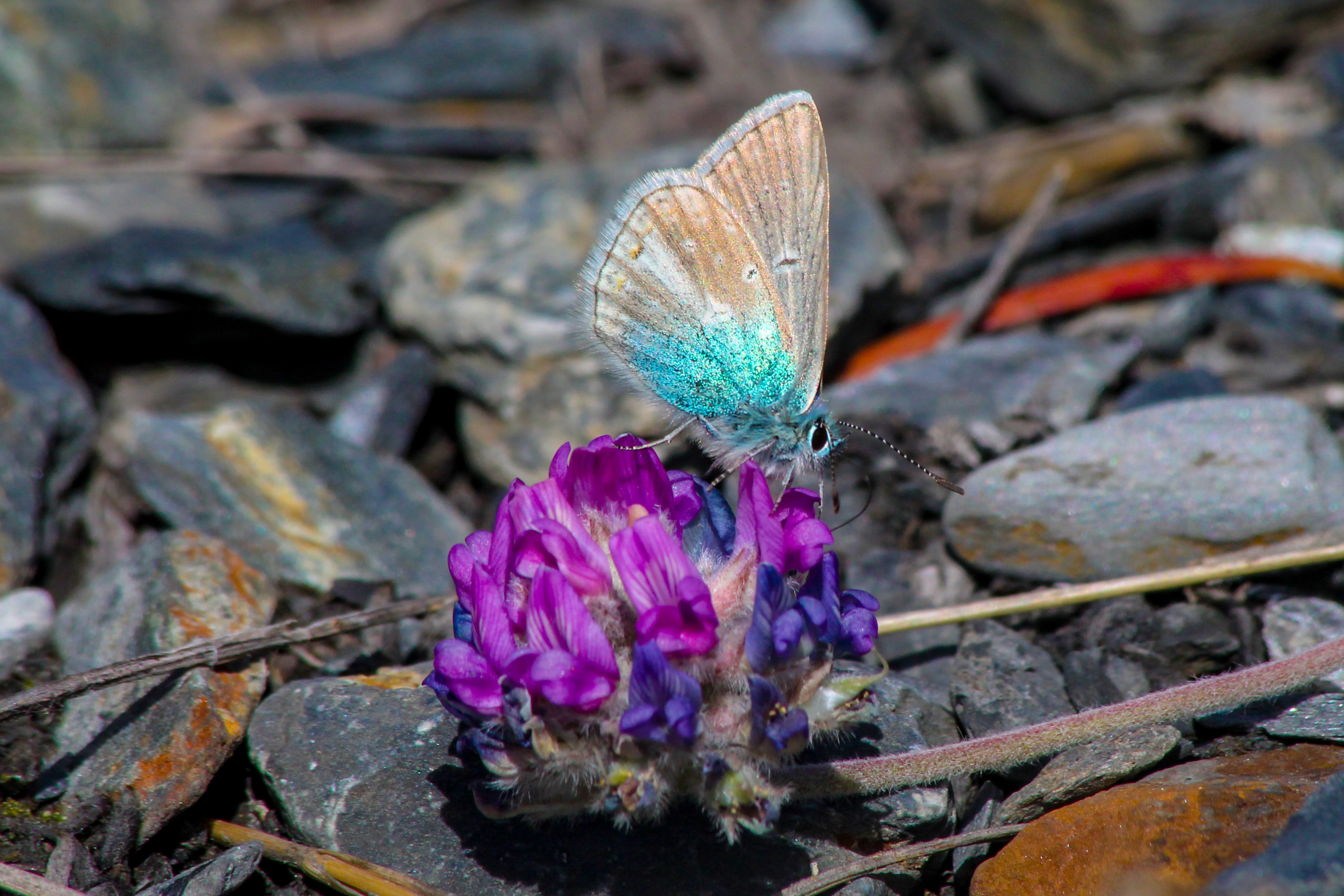 Butterﬂies of the Trans-Himalayan Region: Spatial Distribution, Status and Strengthening Conservation Approaches