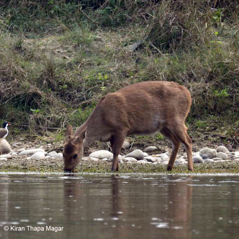Ecological Assessment and Conservation Initiatives of Hog deer (Axis porcinus) in  Chitwan National Park, Nepal.